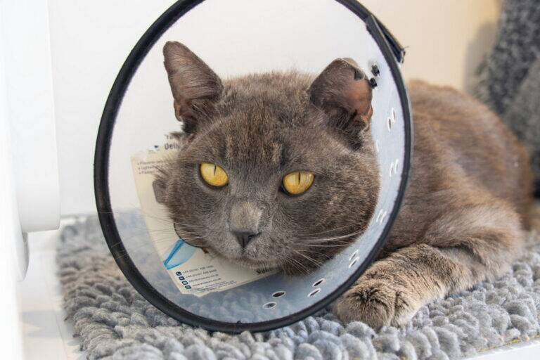 A grey cat with yellow eyes is lying on a grey mat, wearing a plastic cone collar and watching a rabbit hop nearby.