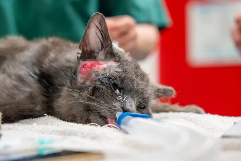 An injured cat with a bandaged wound on its head lies on a towel in a veterinary clinic, receiving treatment as a person in scrubs attends to it, whilst a soft toy bunny rests nearby for comfort.