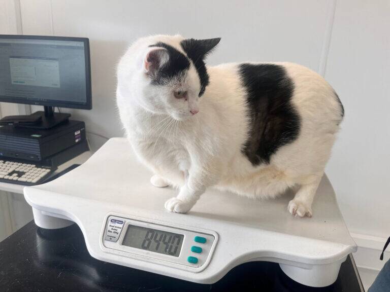 A large white cat with black spots, affectionately named Bunny, sits on a digital scale in a veterinary surgery. The scale displays 8.440. A computer and keyboard are visible in the background.
