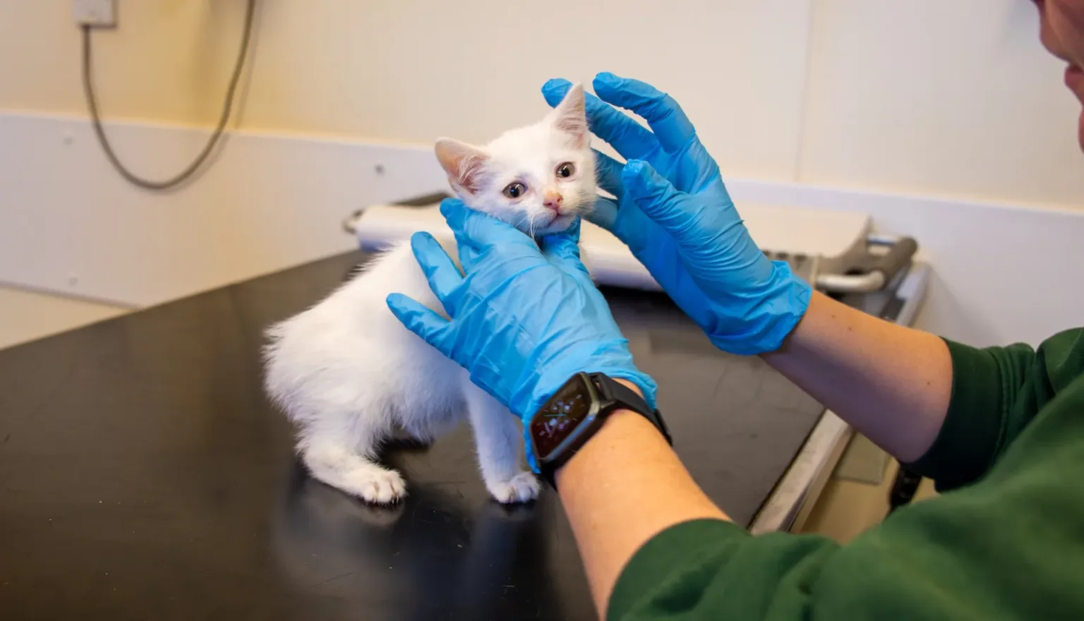 A vet wearing blue gloves examines a small white kitten and a curious rabbit on a black table in a surgery.