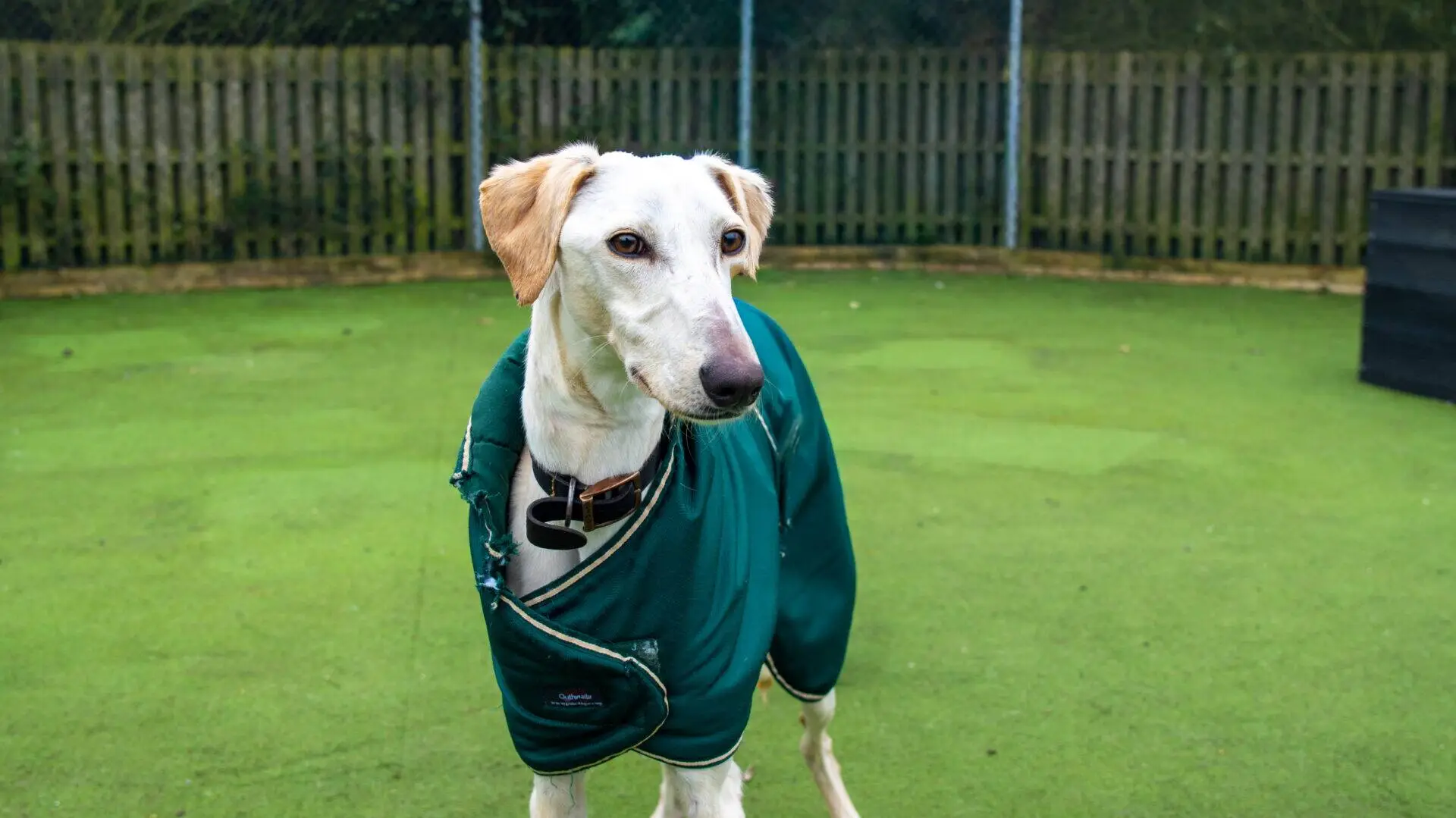 A slender dog with light fur, wearing a green coat, stands on artificial grass in an outdoor area with a wooden fence in the background.