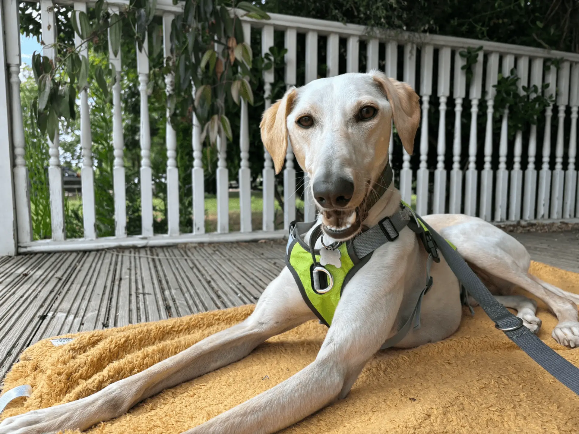 A light-coloured lurcher with floppy ears and a green harness lies on a yellow blanket on a wooden decking, looking at the camera with its mouth open.