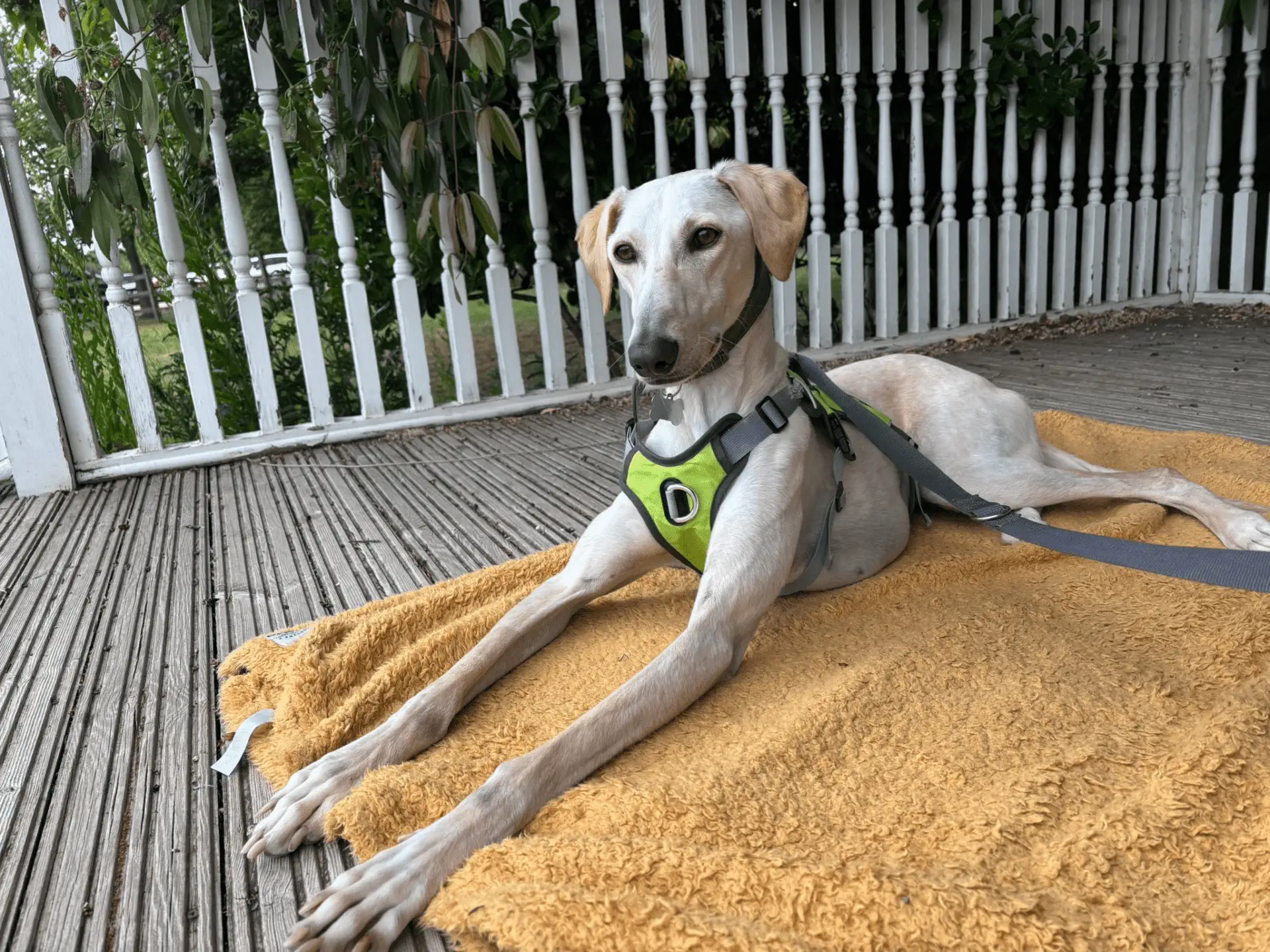 A slender light-coloured lurcher wearing a green harness lies on a yellow blanket on a wooden decking, with a white railing and greenery in the background.