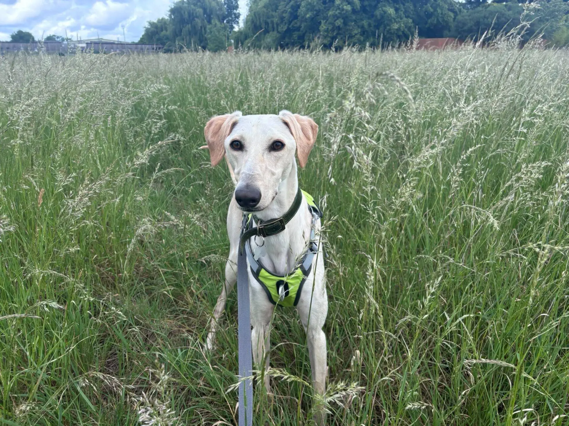 A light-coloured lurcher wearing a green harness stands on a lead in a tall grassy field, with trees and a cloudy sky in the background.
