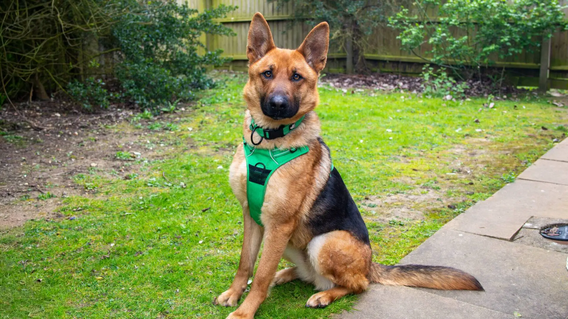 A German Shepherd wearing a green harness sits attentively on a grassy lawn next to a paved path, with bushes and a wooden fence in the background.