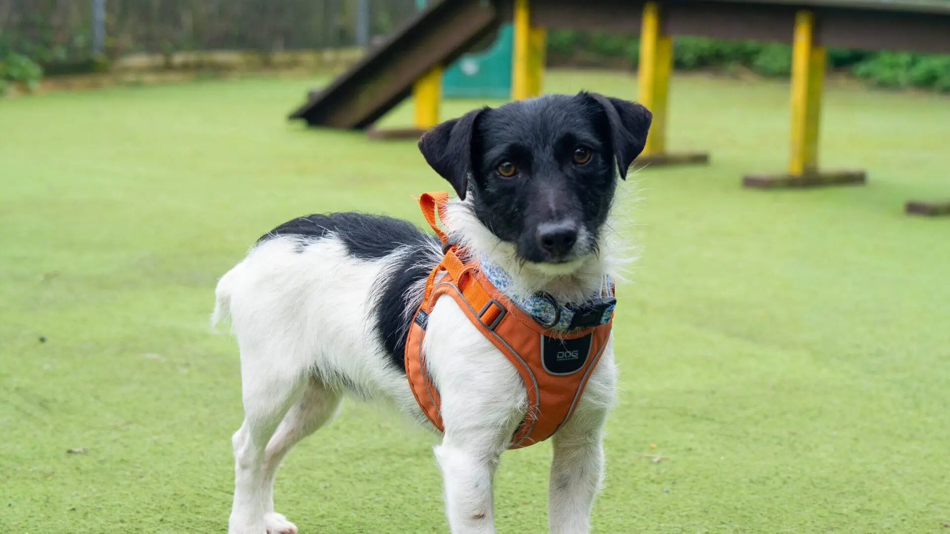 A small black and white mochi terrier dog wearing an orange harness stands on a grassy surface outdoors, looking at the camera. There is playground equipment in the background.