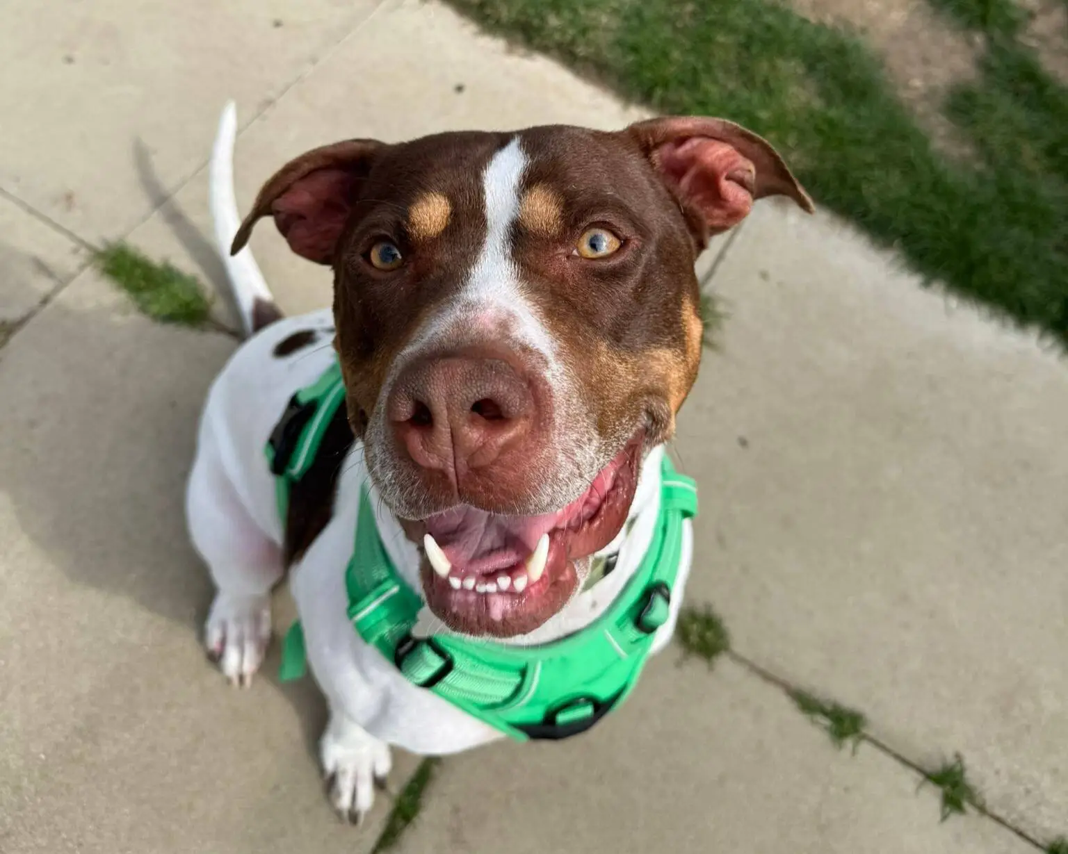 A happy brown and white dog wearing a green harness sits on a pavement, looking up at the camera with its mouth open and ears perked. Grass and paving are visible in the background.