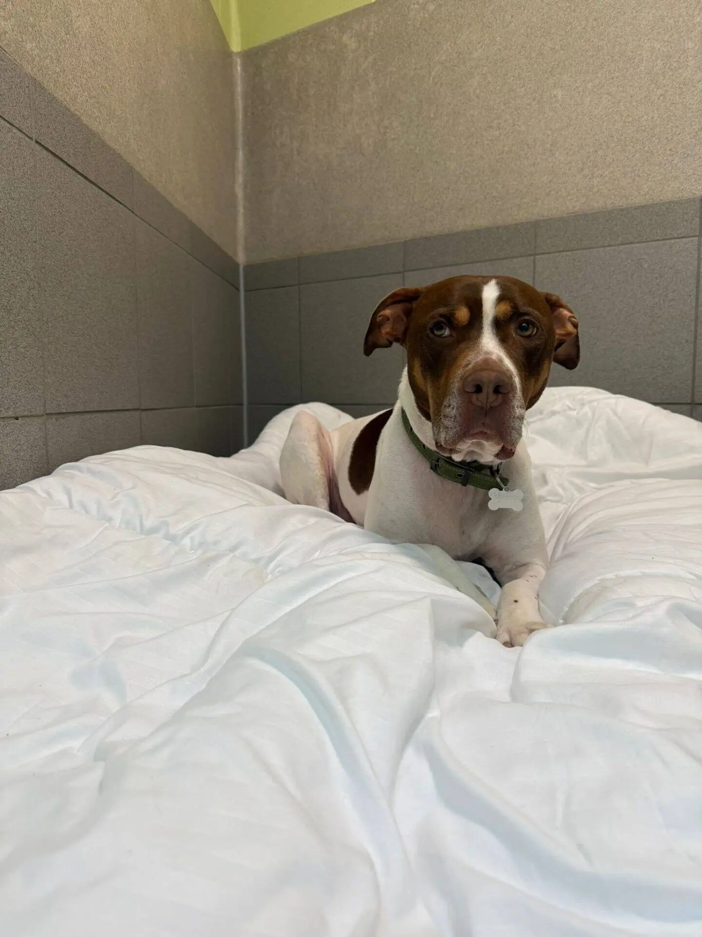 A brown and white dog with a green collar lies on a white blanket in a corner of a room with grey tiled walls, looking directly at the camera.