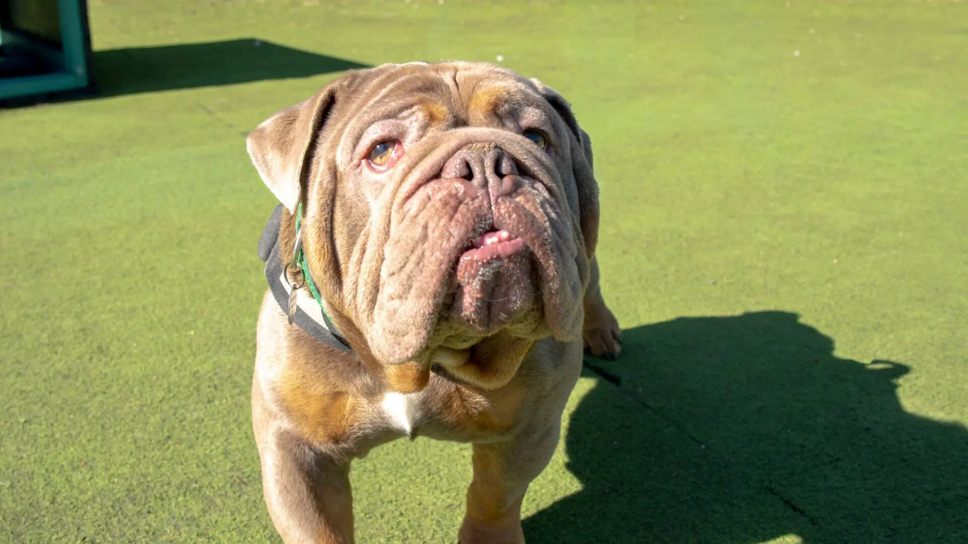 A brown and white bulldog with a wrinkled face stands on bright green grass, looking up towards the camera, with sunlight casting shadows behind it.
