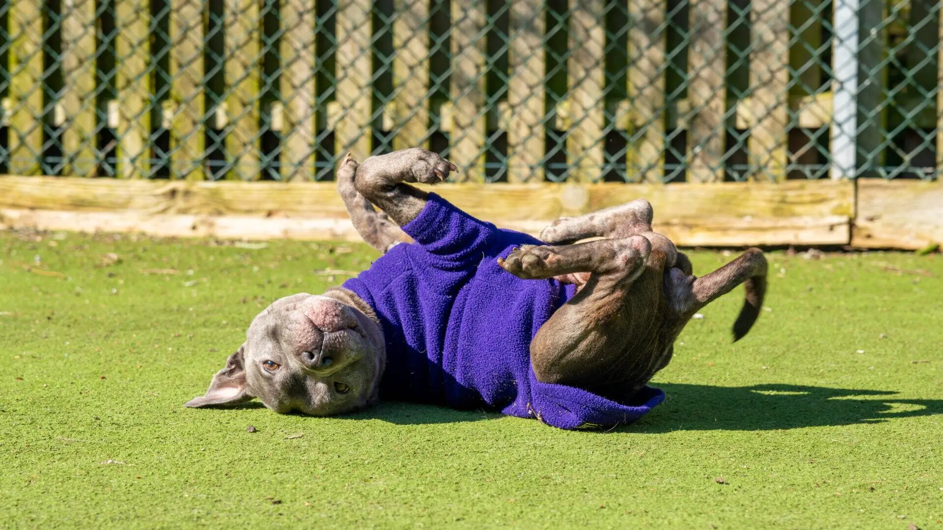 Zeus, a playful Staffordshire Bull Terrier in a purple jumper, lies on its back on green artificial grass, legs in the air. A chain-link fence and wooden barrier are in the background.