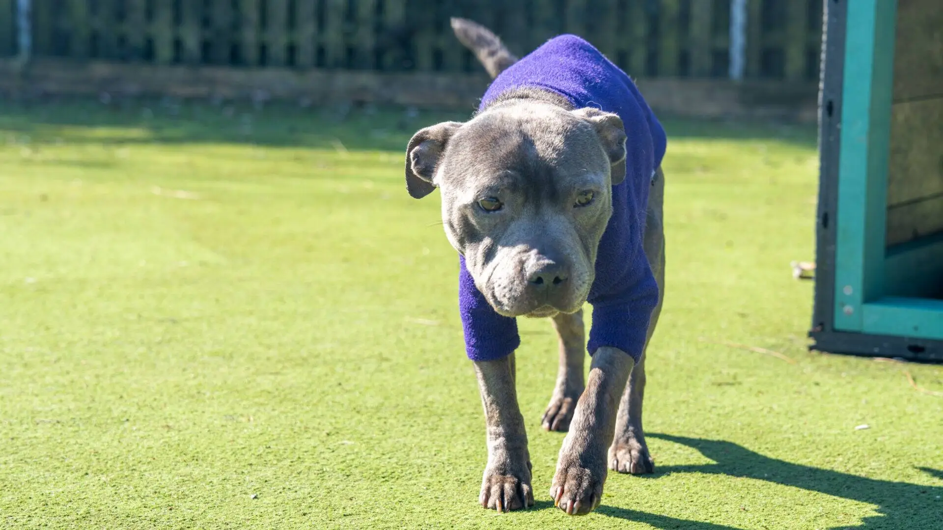A grey dog with cropped ears wearing a purple jumper stands on green artificial grass near a structure, with a fence and sunlight in the background.