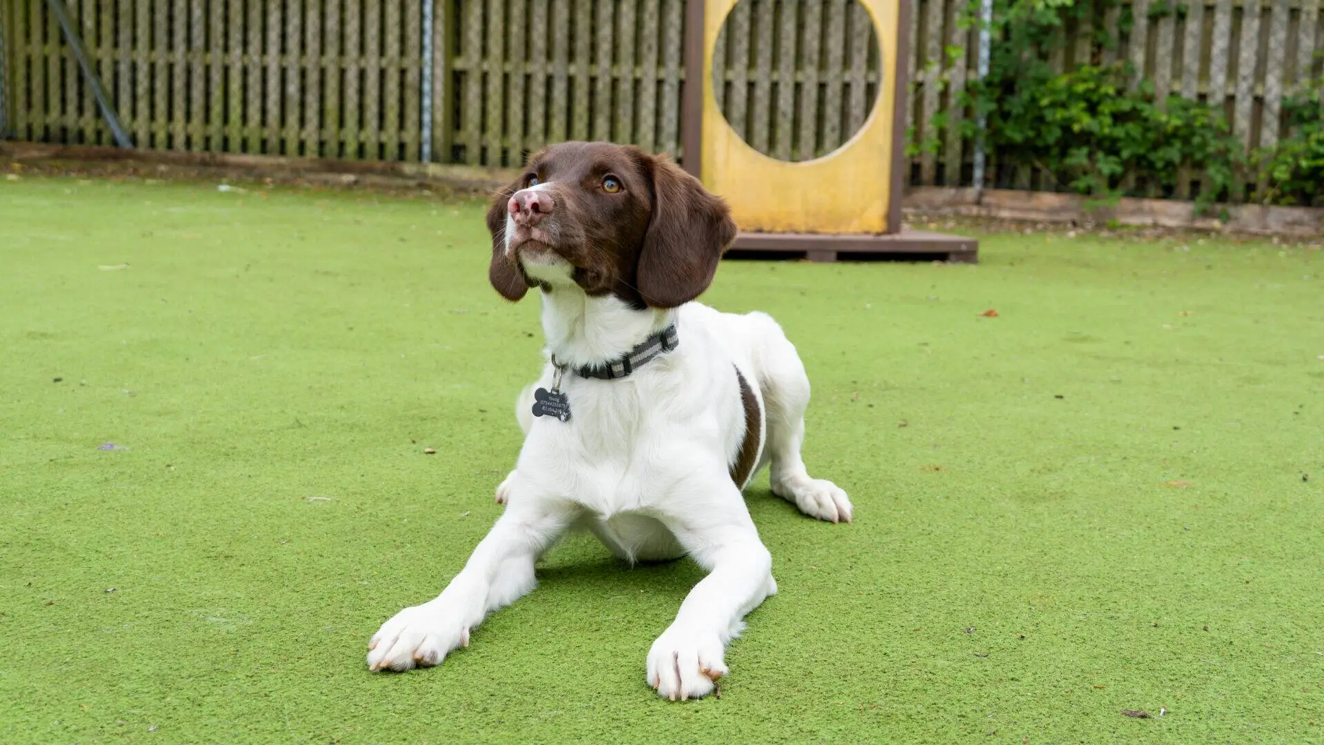 A brown and white dog with a collar lies on green artificial grass, looking up. There is a wooden hoop structure and a wooden fence with greenery in the background.
