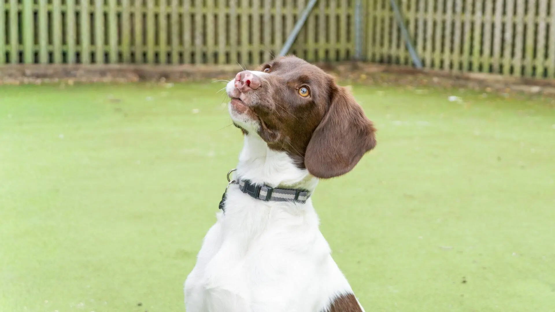 A brown and white dog with a collar sits on green grass, looking up with ears pricked. A wooden fence and blurred background are visible behind the dog.