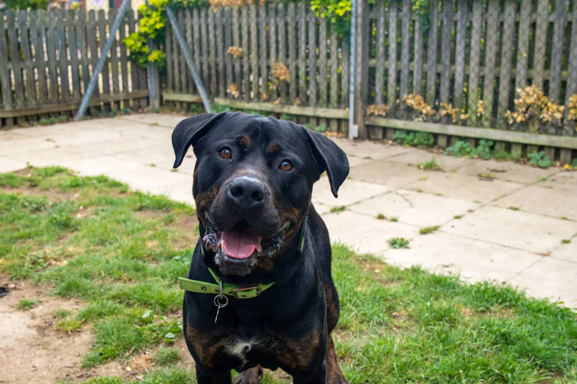 A happy black and brown dog with a green collar stands on grass in a back garden, looking up at the camera with its mouth open. A wooden fence and some greenery are in the background.
