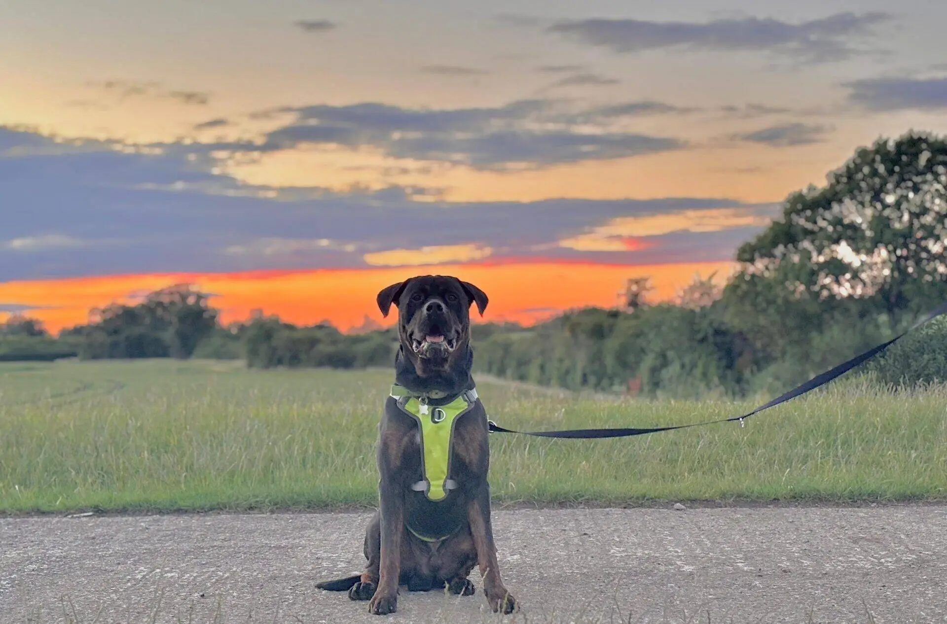 A black dog wearing a green harness sits on a path in a grassy field at sunset, with an orange and purple sky in the background and trees on either side. The dog is on a lead and looking at the camera.