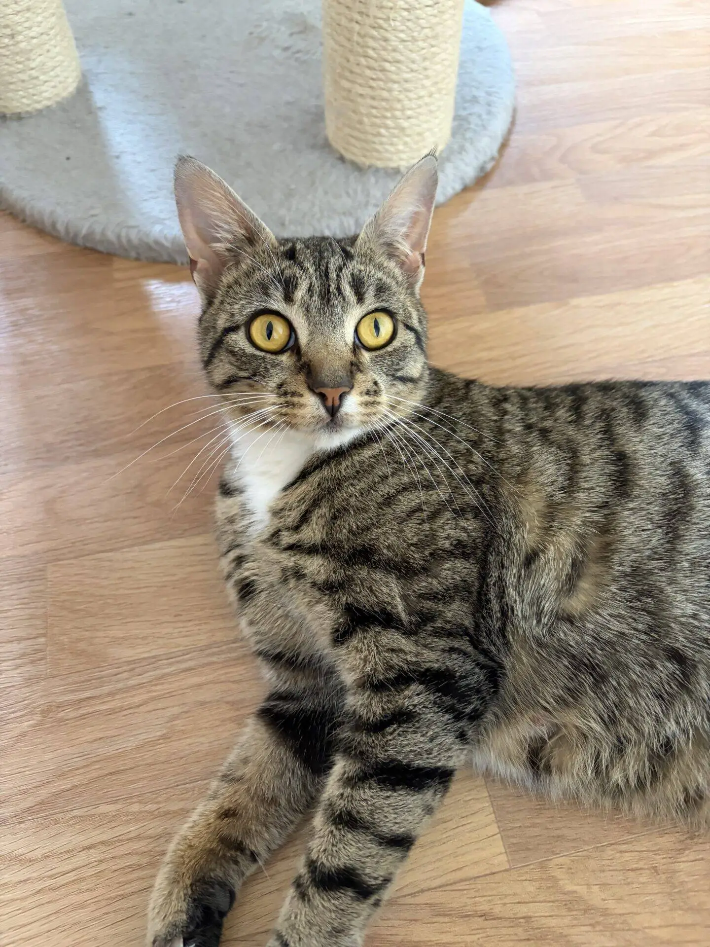 A tabby cat with bright yellow eyes lies on a wooden floor, looking up. A cat scratching post with a grey base is visible in the background.