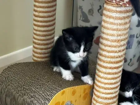A black and white kitten stands on a scratching post platform, looking down. Another kitten is partially visible on the right. The background shows a wall with cat illustrations.