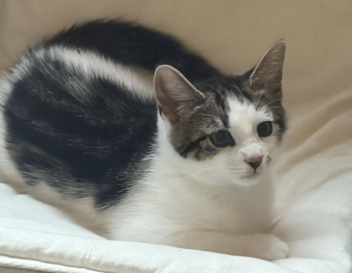 A tabby and white cat with large ears and dark markings on its face is lying on a soft, light-coloured cushion, looking slightly to the right.