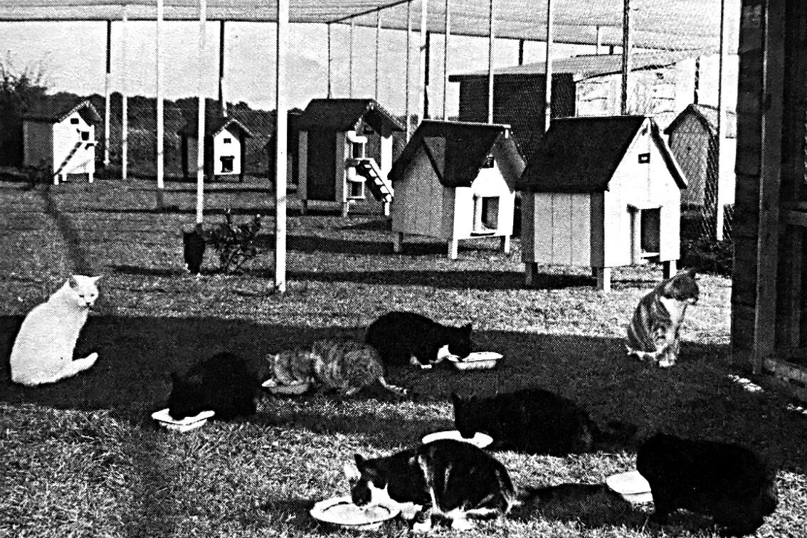 A black and white photo of many cats at Woodgreen's old Heydon centre