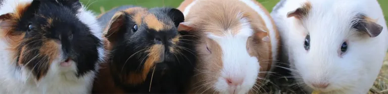 Group of guinea pigs