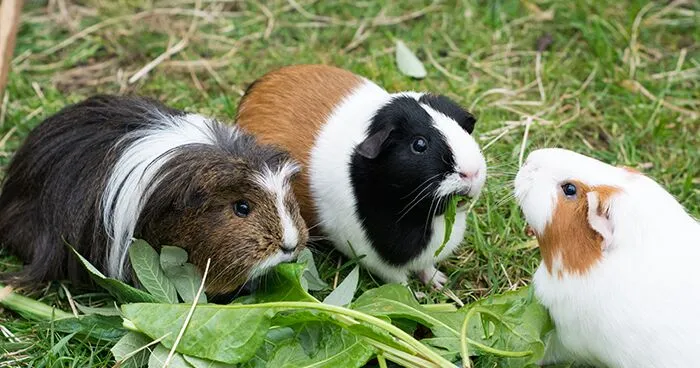 Guinea pigs eating
