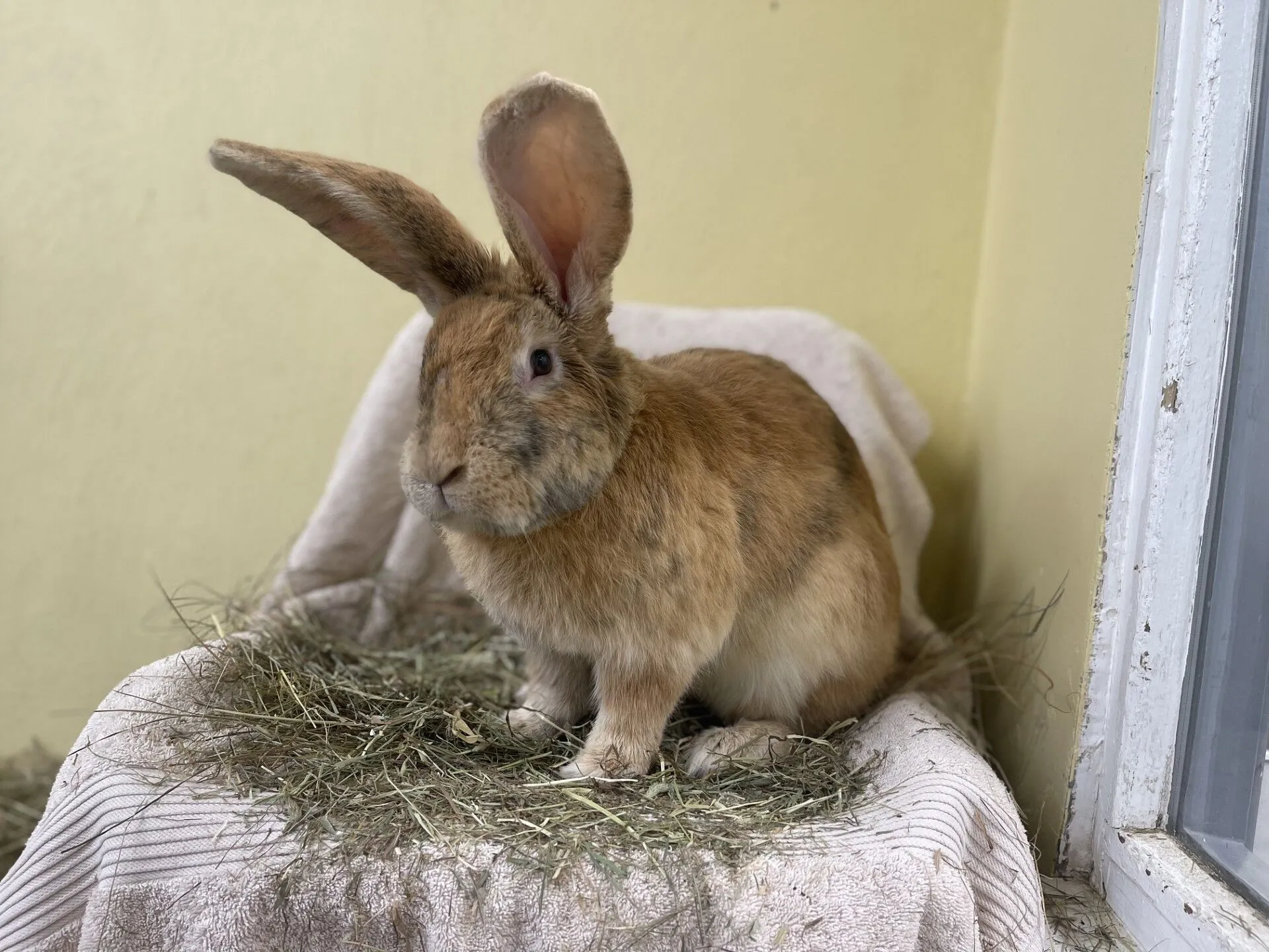 A large, light brown rabbit with upright ears sits on a pile of hay atop a beige towel near a window against a yellow wall.