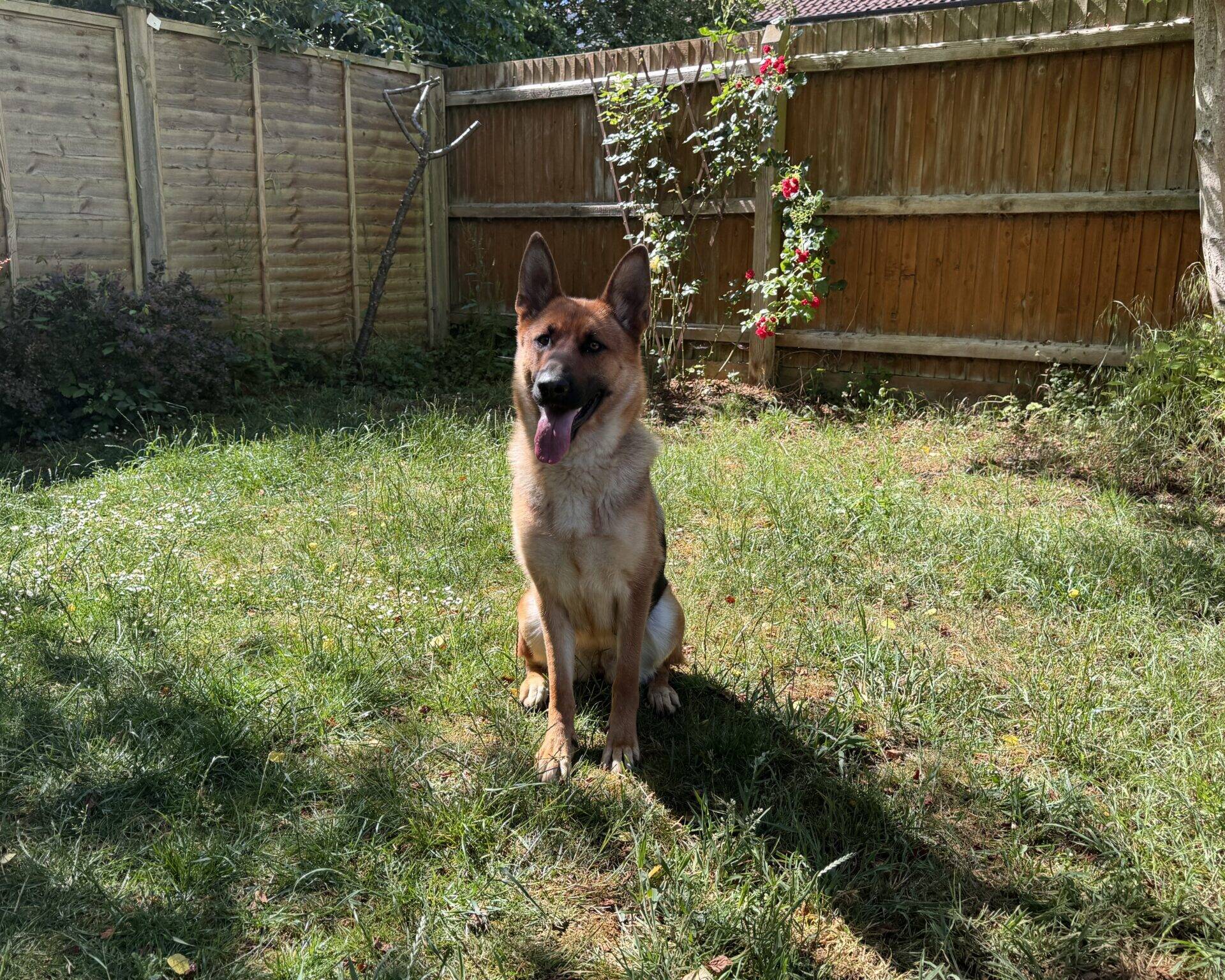 A German Shepherd sits on green grass in a sunny garden, with wooden fences and blooming pink roses in the background.