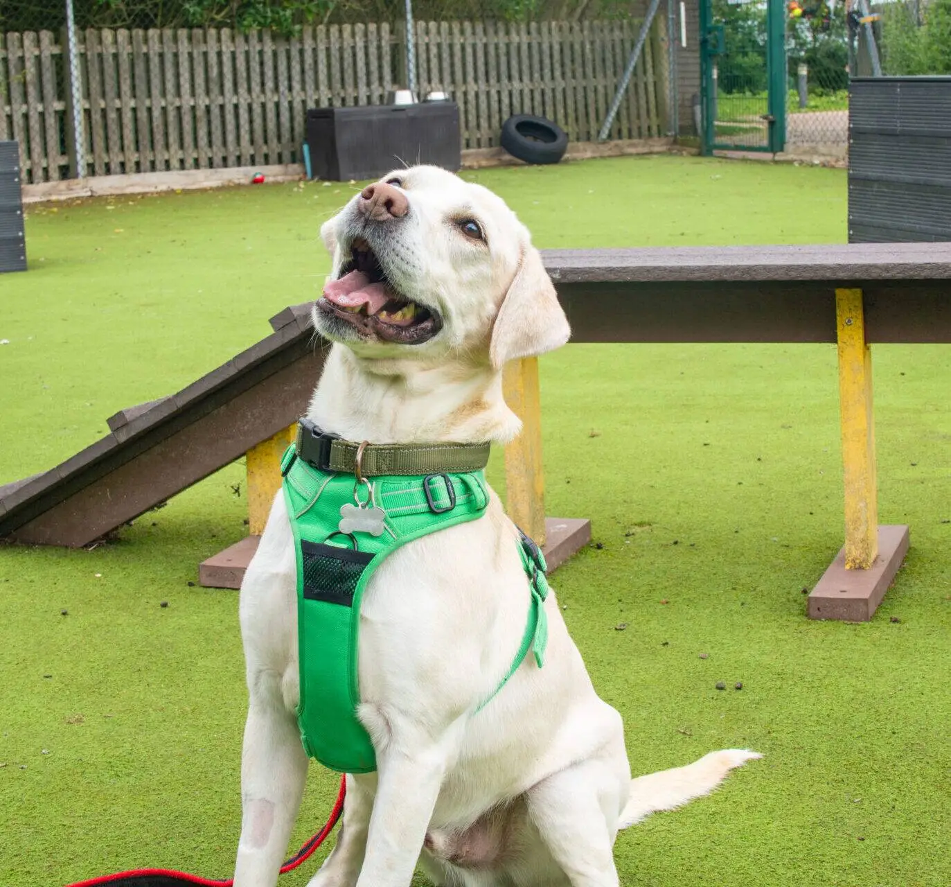A yellow Labrador wearing a green harness sits on artificial grass, looking up and appearing happy. Part of a person in green and black clothing stands nearby. Agility equipment is visible in the background.