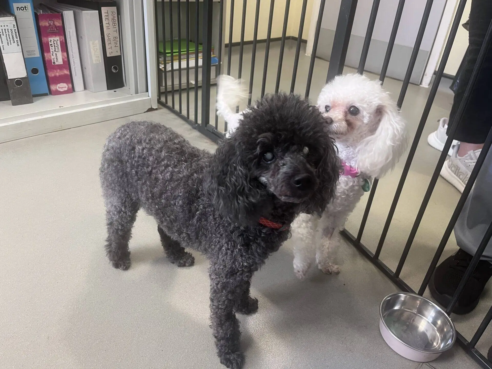 Candi and Ash the poodles, one black and one white, stand on a light-coloured floor near a metal gate indoors. Files and folders fill the shelves in the background, with a metal water bowl on the floor nearby.