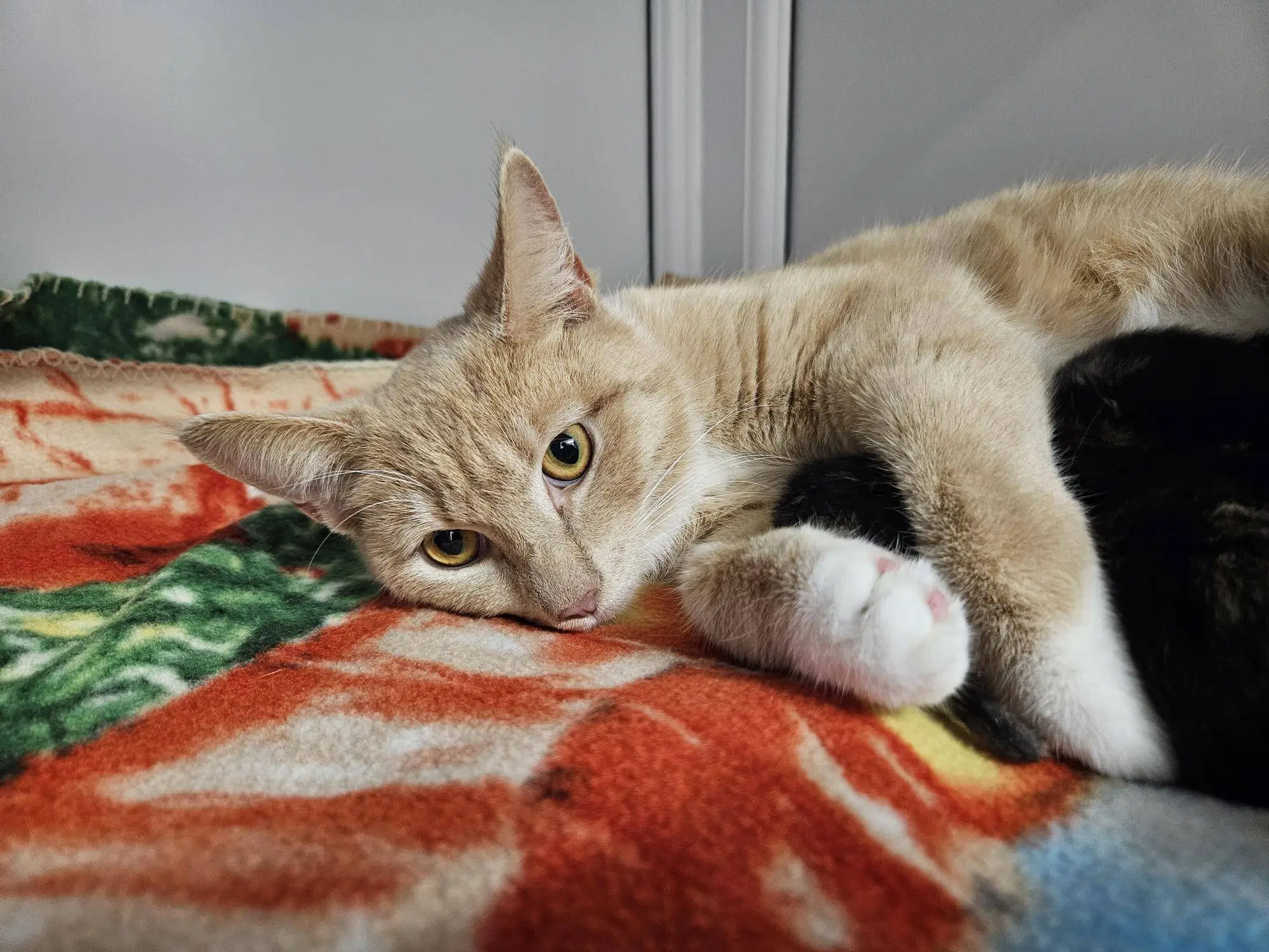 A light orange and white cat lies on a colourful, patterned blanket, looking directly at the camera with one paw stretched out and ears perked up.