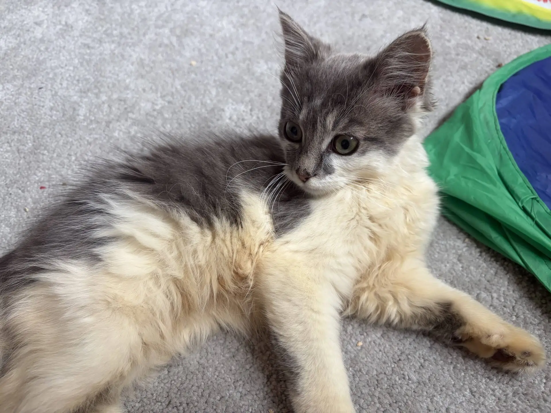 A fluffy grey and cream kitten lies on a carpet near a green and blue cat tunnel, looking alertly to the side.