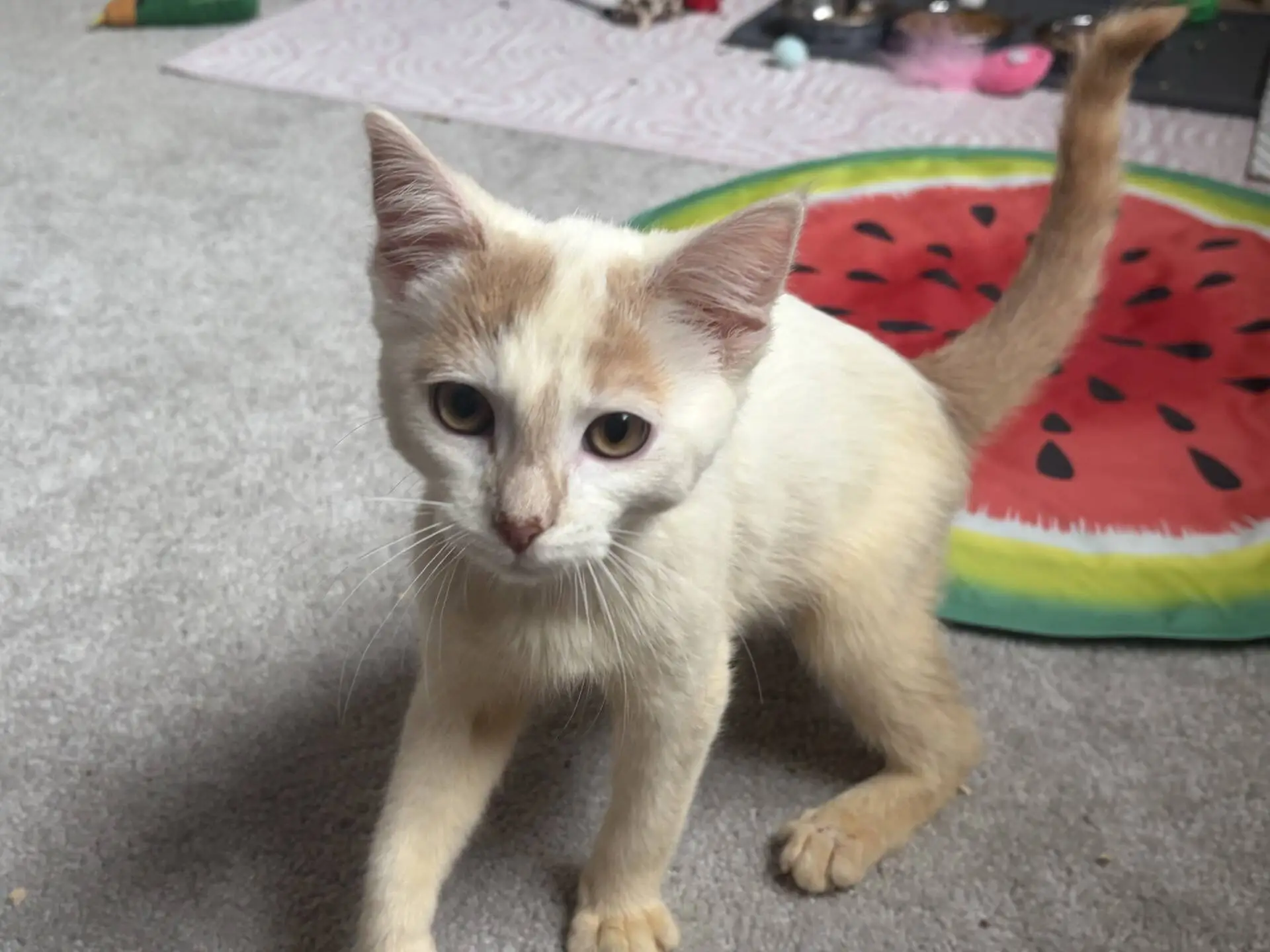 Cream-coloured kitten with light orange markings stands on grey carpet near a round mat designed like a watermelon slice. Toys and a dish are visible in the background.