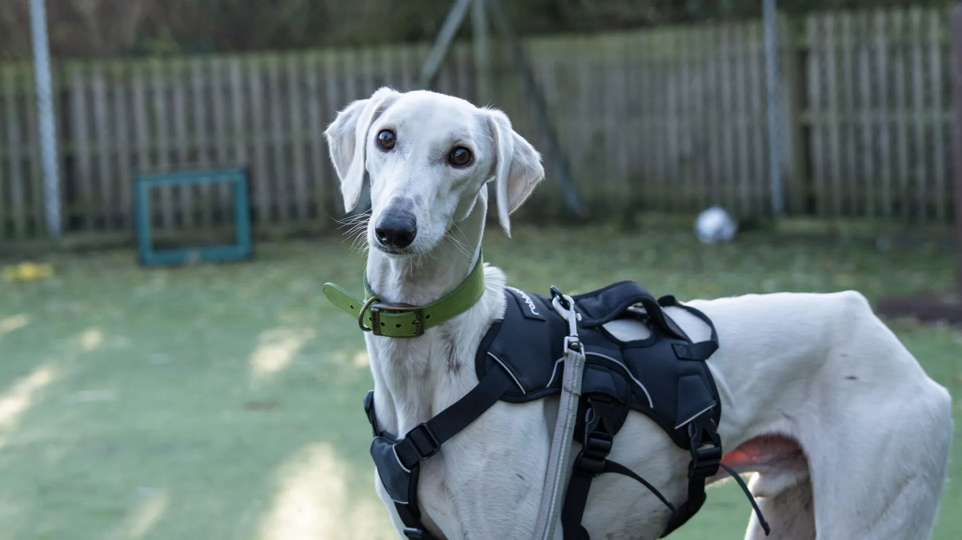 Ghost, a 4 years old male Lurcher available for adoption from Woodgreen in Godmanchester & Hemingford Abbots, Cambridgeshire
