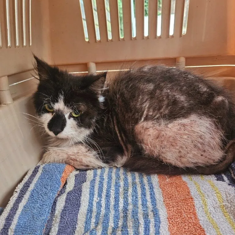 A black and white cat with patchy fur lies curled up on a striped towel inside a plastic pet carrier, looking tired and wary.
