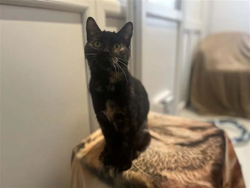 A black and orange tortoiseshell cat with green eyes sits on a blanket-covered surface in a room with white walls and a covered object in the background.