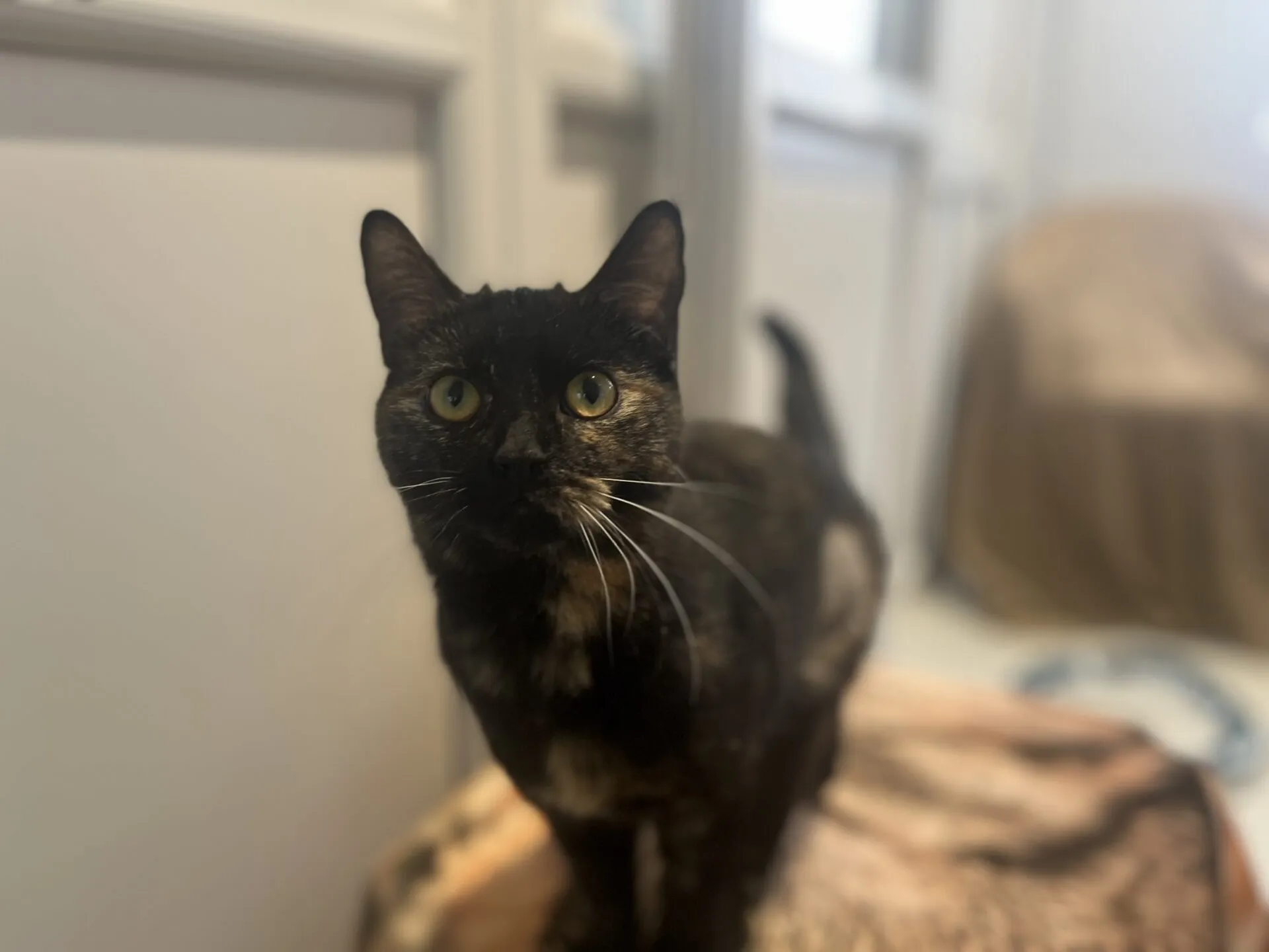A black and orange tortoiseshell cat with yellow-green eyes stands alert on a soft surface indoors, looking directly at the camera. The background is softly blurred.