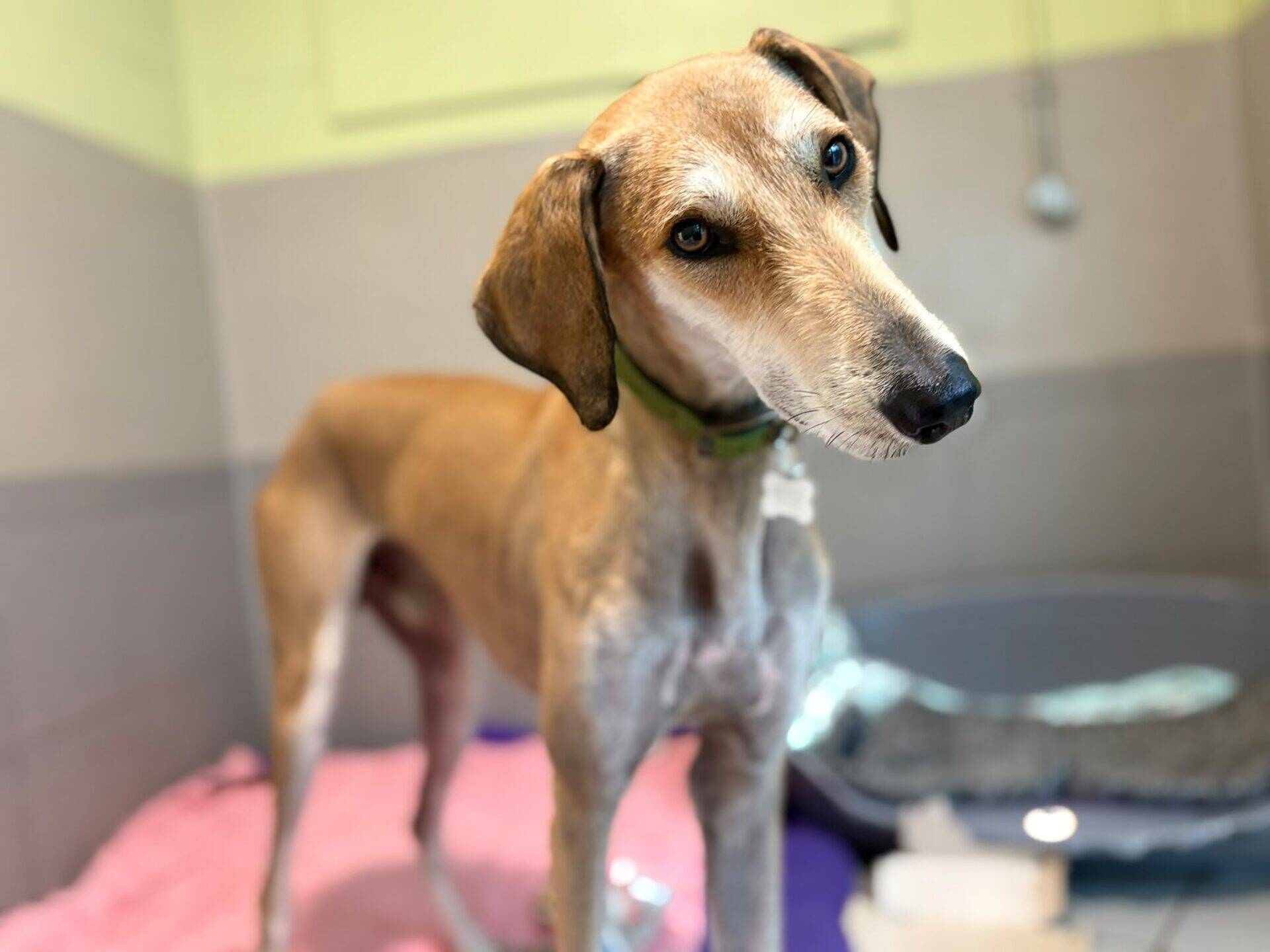 A slender brown Lurcher dog with a green collar stands indoors on a pink blanket, looking at the camera with its head tilted to one side. The background shows tiled walls and a pet bed beside a walnut-coloured floor.