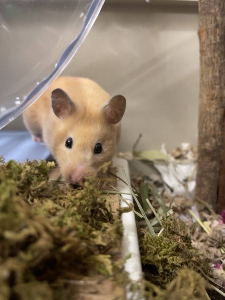 A light brown hamster with black eyes is standing on a surface covered with moss and natural materials, facing the camera inside its enclosure.