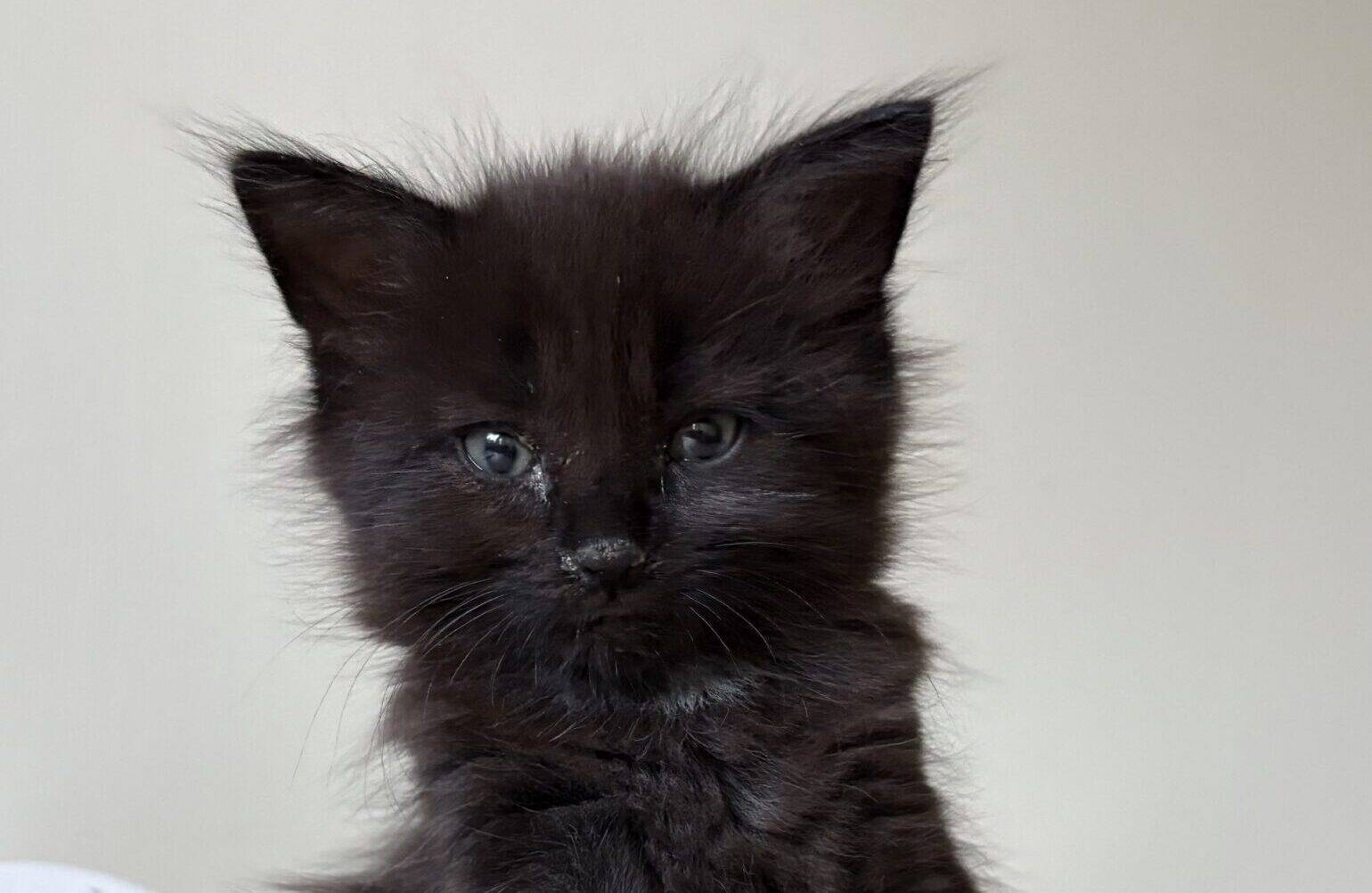 A fluffy black kitten with green eyes sits on a light-coloured surface, looking at the camera. A roll of paper and some objects are blurred in the background.