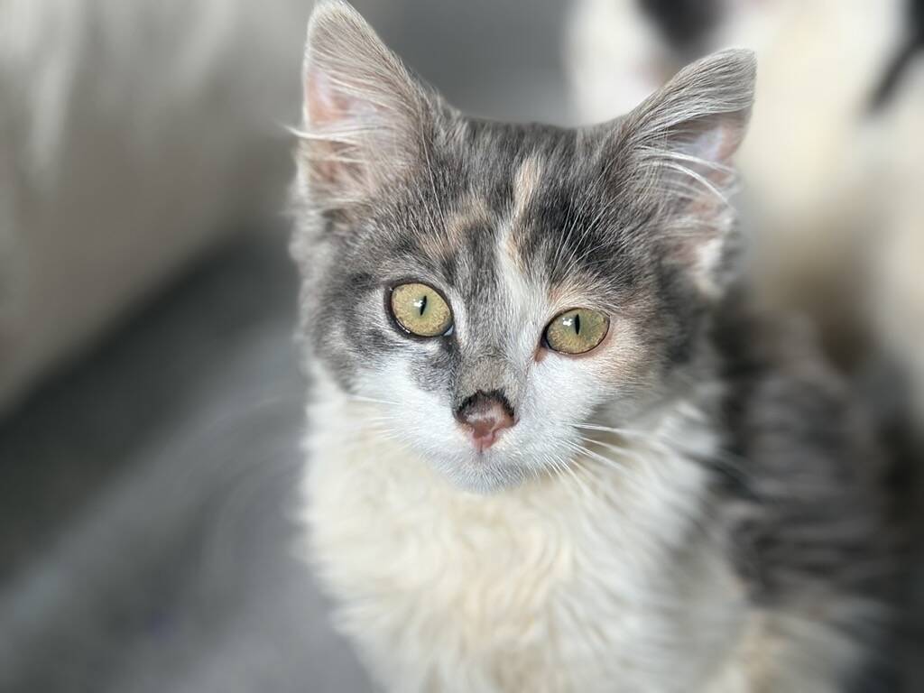 A close-up of a fluffy calico kitten with green eyes, pink nose, and grey, white, and orange fur, looking directly at the camera.