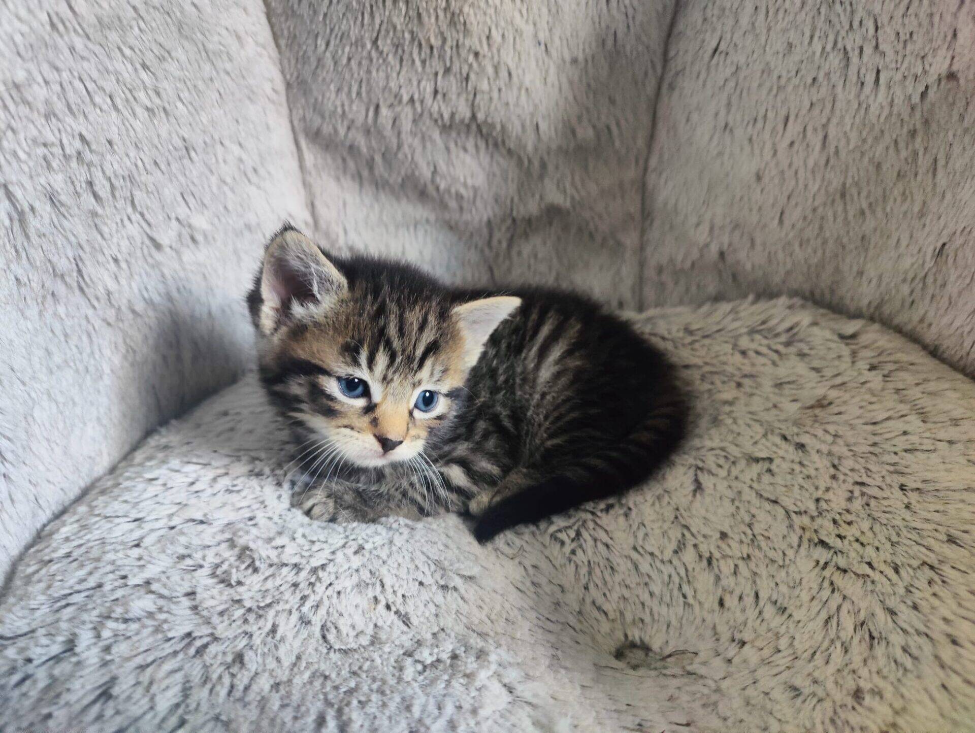 A small tabby kitten with blue eyes lies curled up on a soft, light grey, fluffy surface, looking slightly to the left.