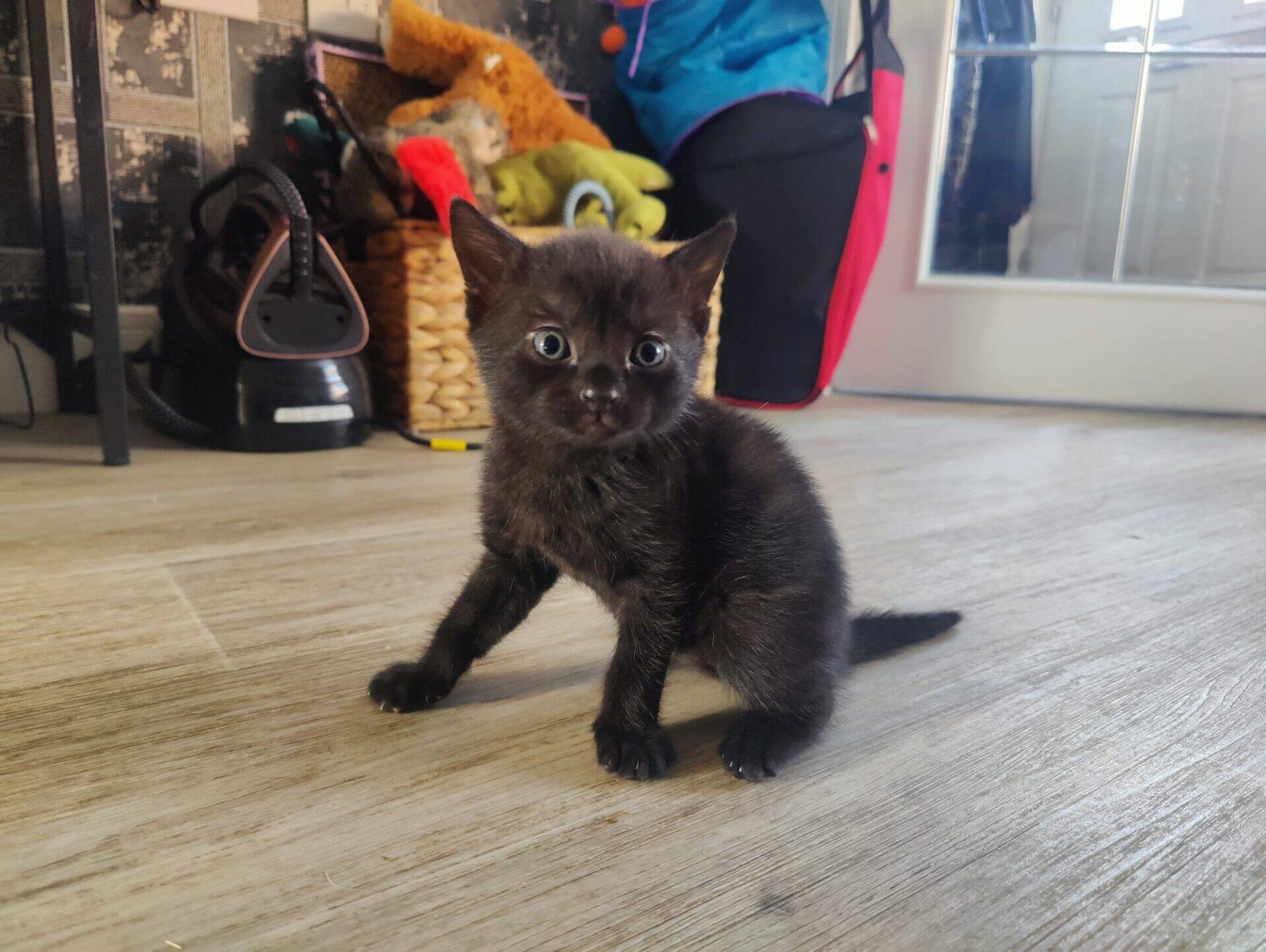 A small black kitten with blue eyes sits on a wooden floor indoors, looking at the camera. There are baskets, soft toys, and a door with glass panes in the background.