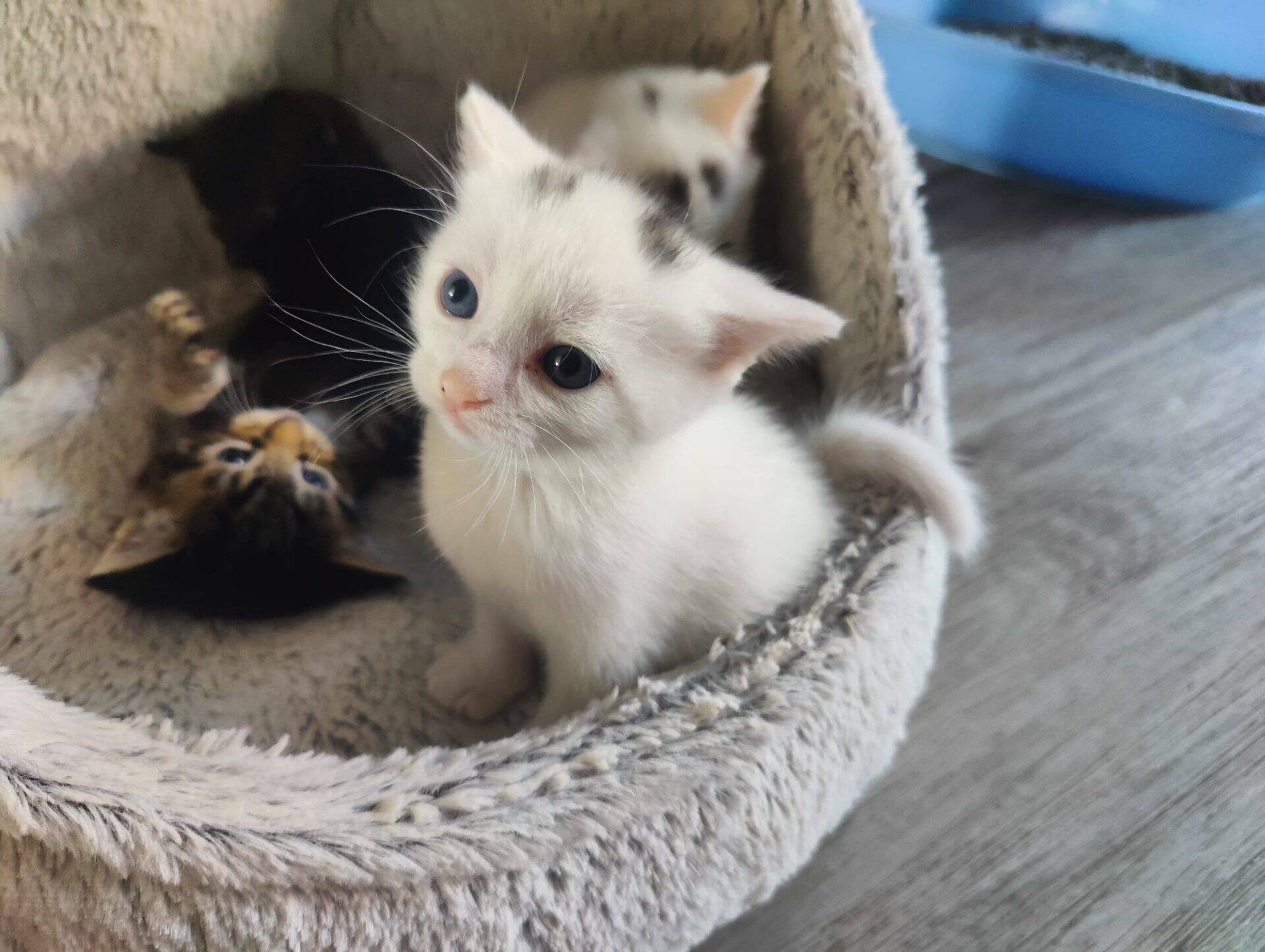 A white kitten with blue eyes sits in a soft cat bed, looking up. Two other kittens, one darker, are resting beside it. A blue litter tray is visible in the background on the wooden floor.