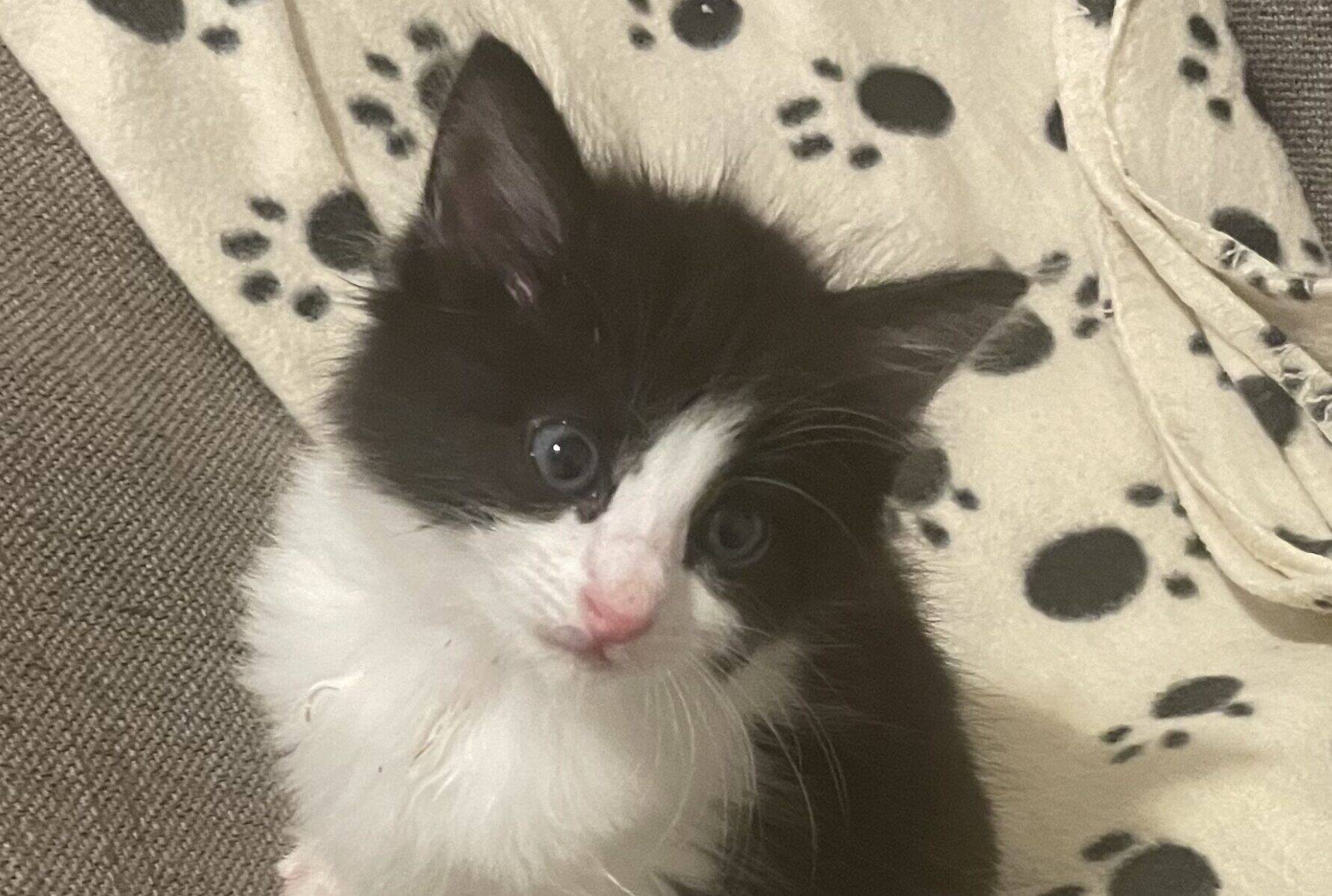 A black and white kitten with blue eyes sits on a sofa beside a cream-coloured blanket with black paw prints, looking up at the camera.