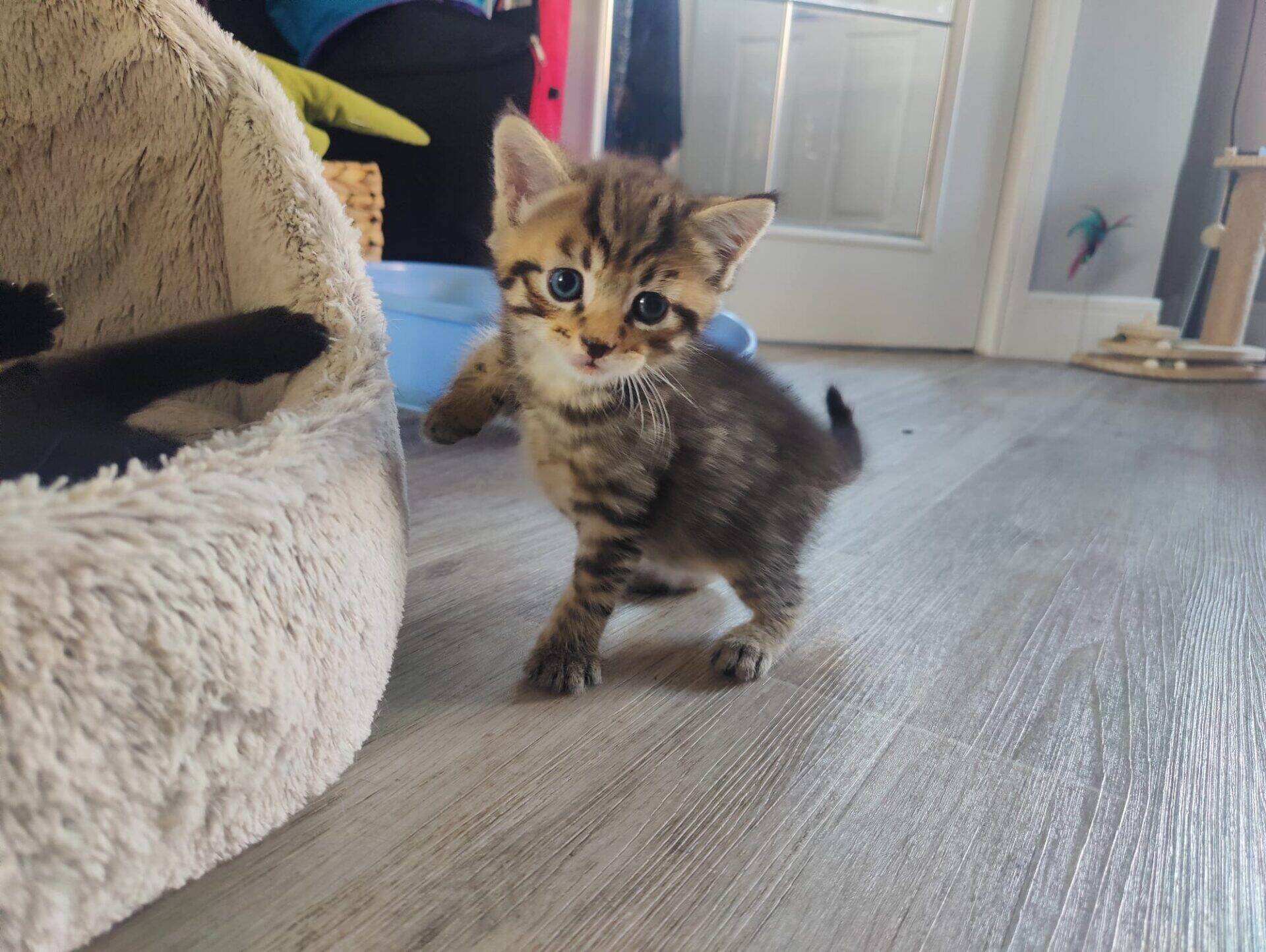 A small tabby kitten with blue eyes stands on a wooden floor next to a beige pet bed, looking curiously at the camera. The background shows toys and furniture in a cosy room.