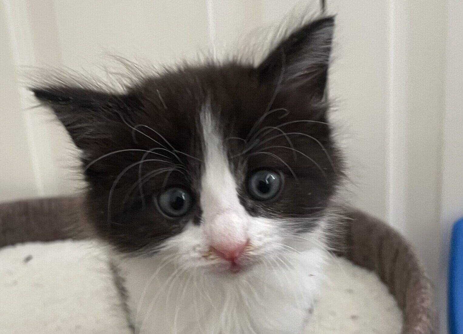 A black and white kitten with blue eyes sits on a soft, round cat perch, looking up at the camera. The background shows a white panelled wall and part of a blue object.