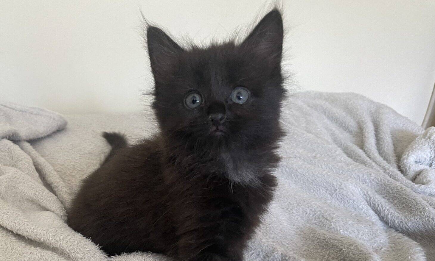 A fluffy black kitten with blue eyes sits on a grey blanket, looking up. The kitten is on a cushioned surface next to a light wooden armrest.