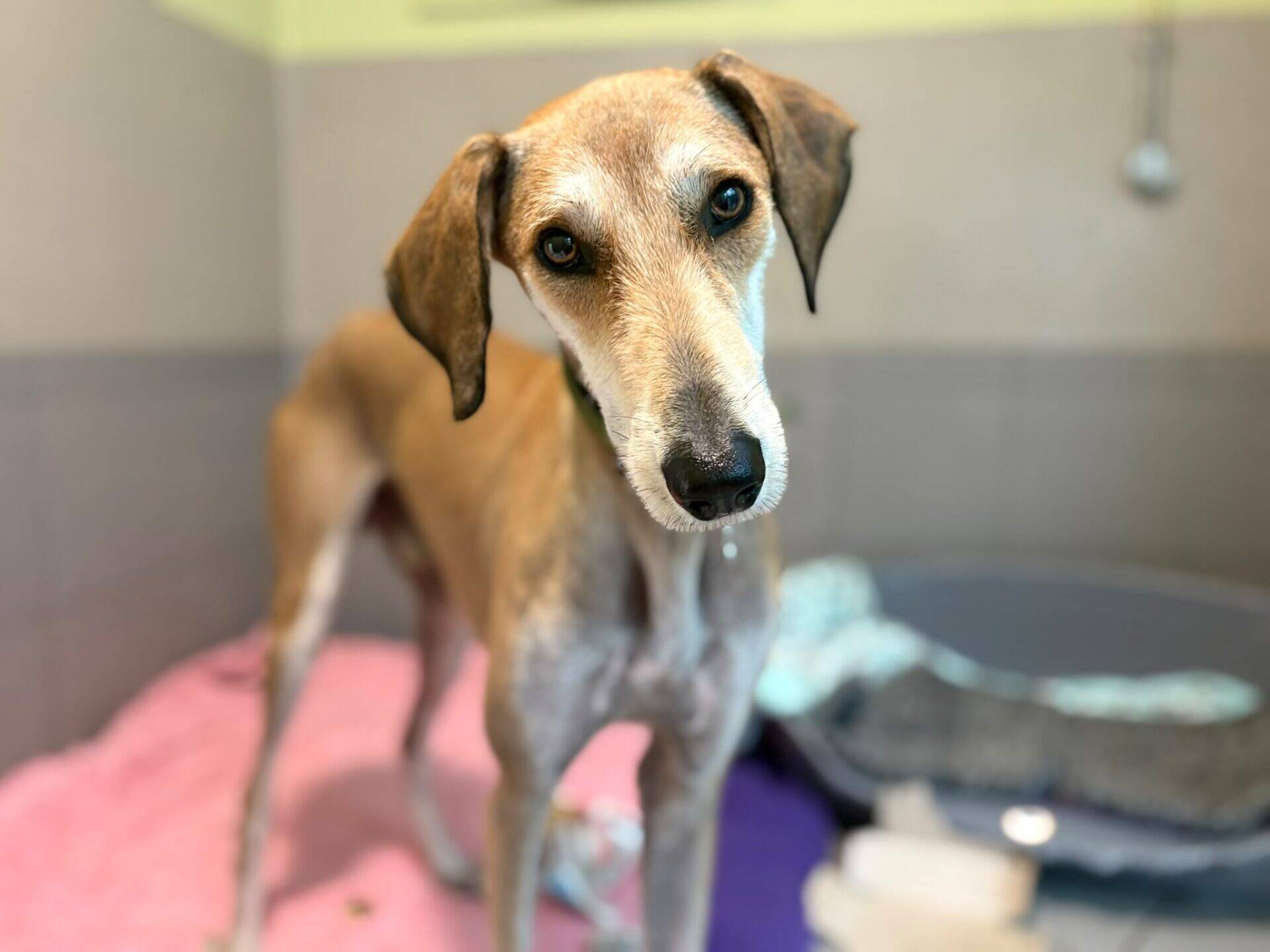 A tan dog with short fur stands indoors on a pink and purple blanket, tilting its head and looking at the camera with alert, curious eyes. The background is softly blurred.