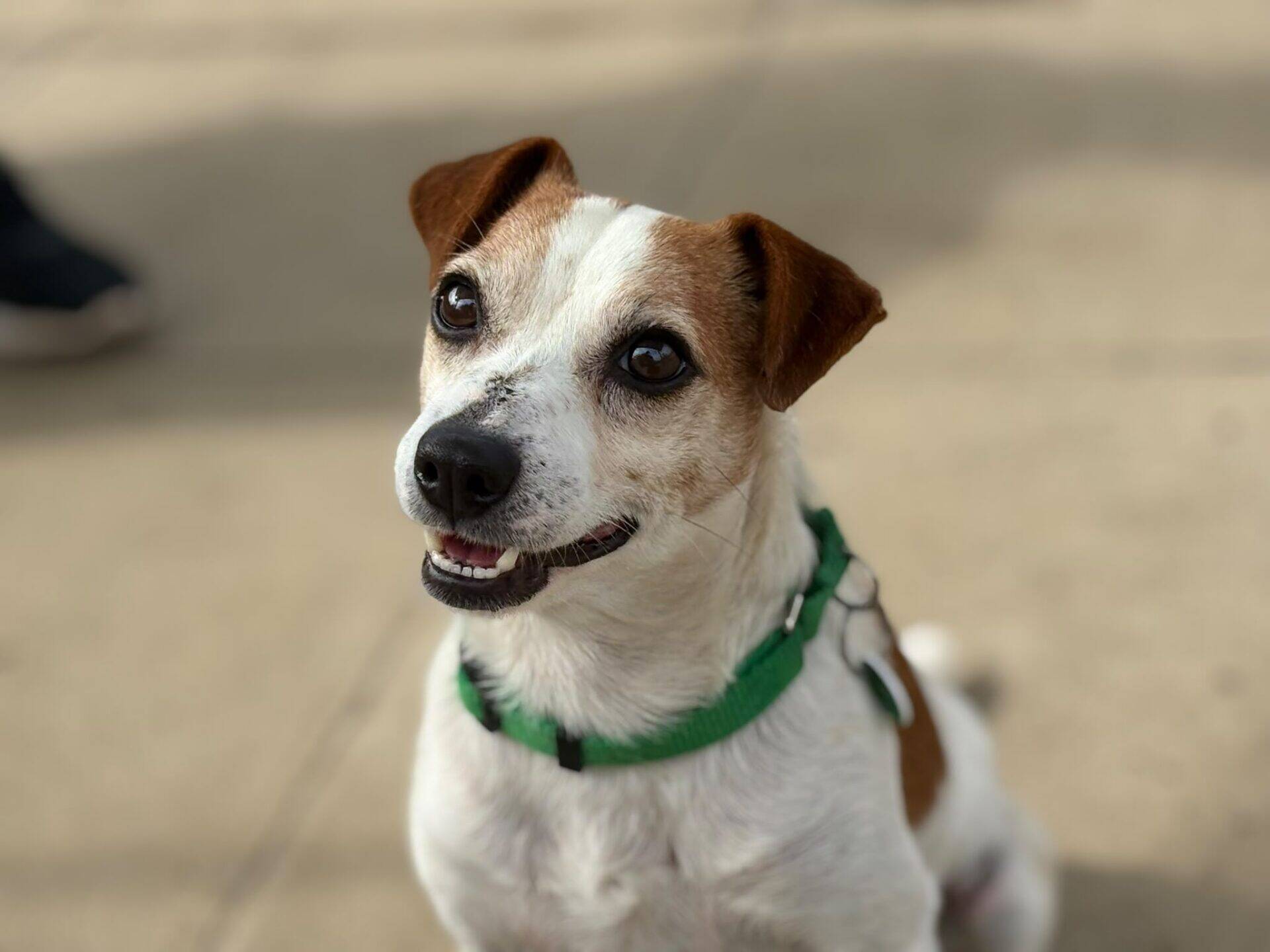 A small white and brown Cashew dog, likely a Jack Russell, with a green harness sits on a tan surface, looking up with alert ears and a happy expression.