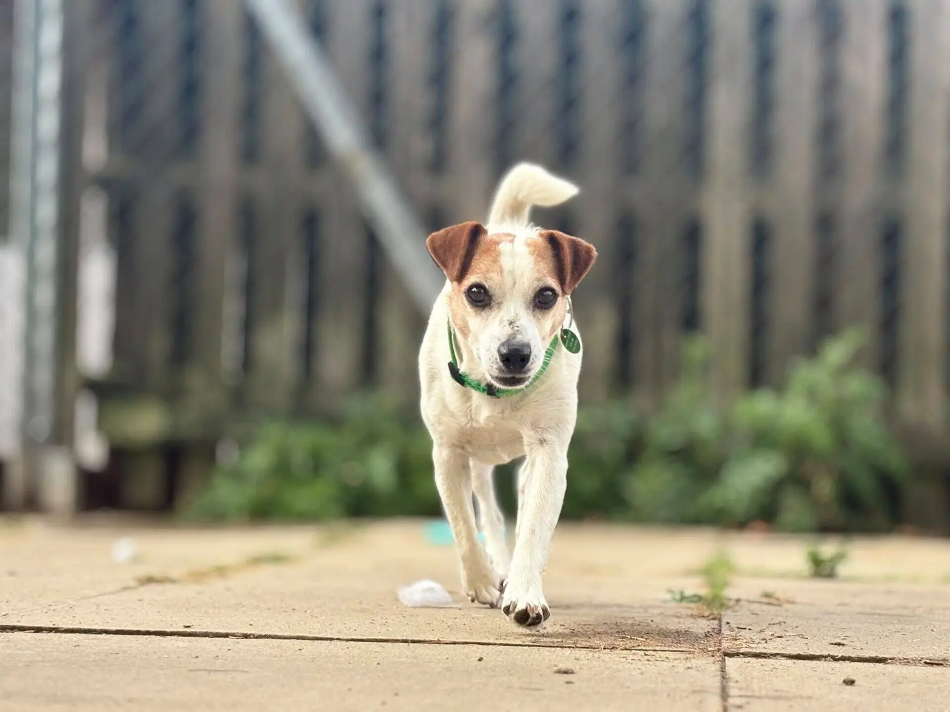 A small white and brown Jack Russell terrier with a green collar walks towards the camera on a patio, with a wooden fence and some greenery blurred in the background.